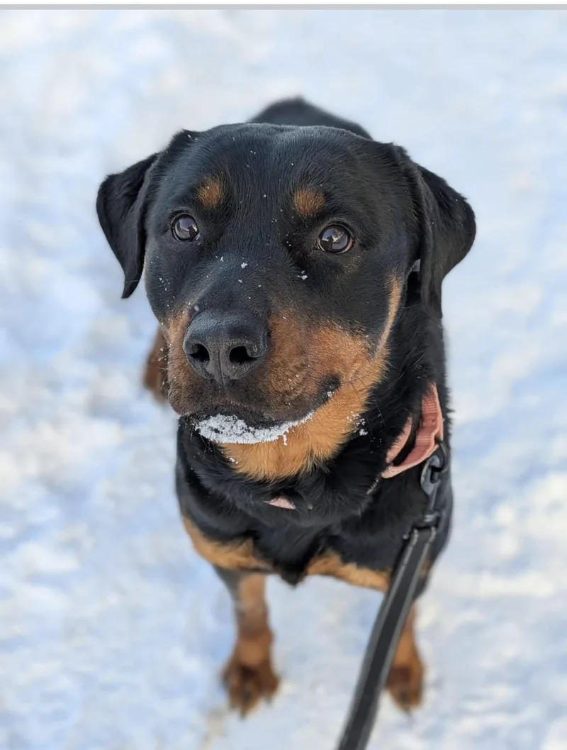 Remi