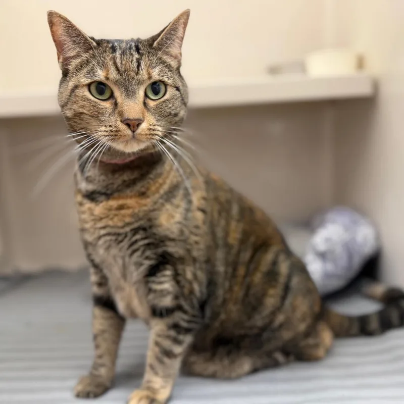 An adult large-sized female Torbie Domestic Short Hair cat named Dylan! for adoption in Sarasota, FL