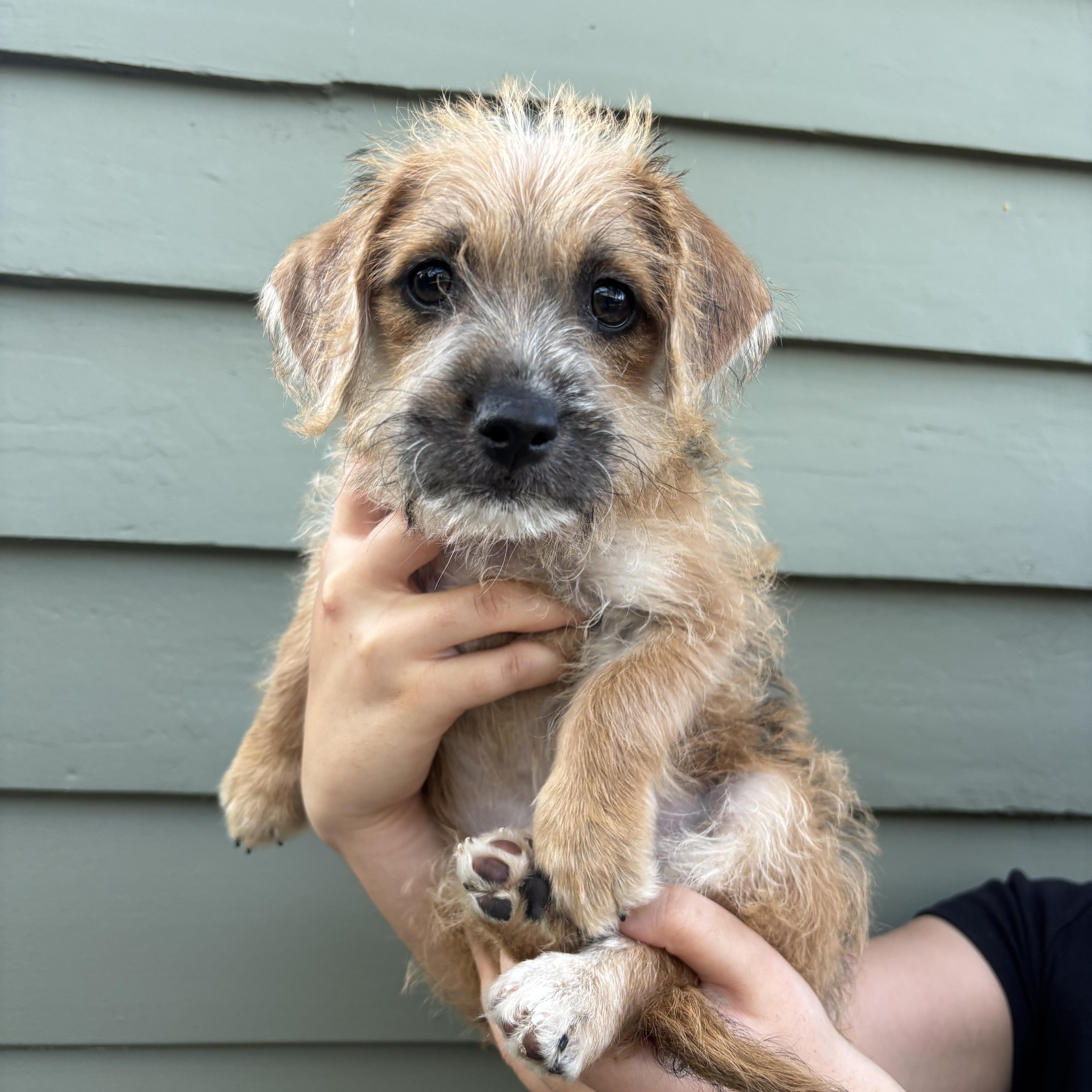 A baby small-sized female Terrier dog named Malibu for adoption in Pasadena, CA