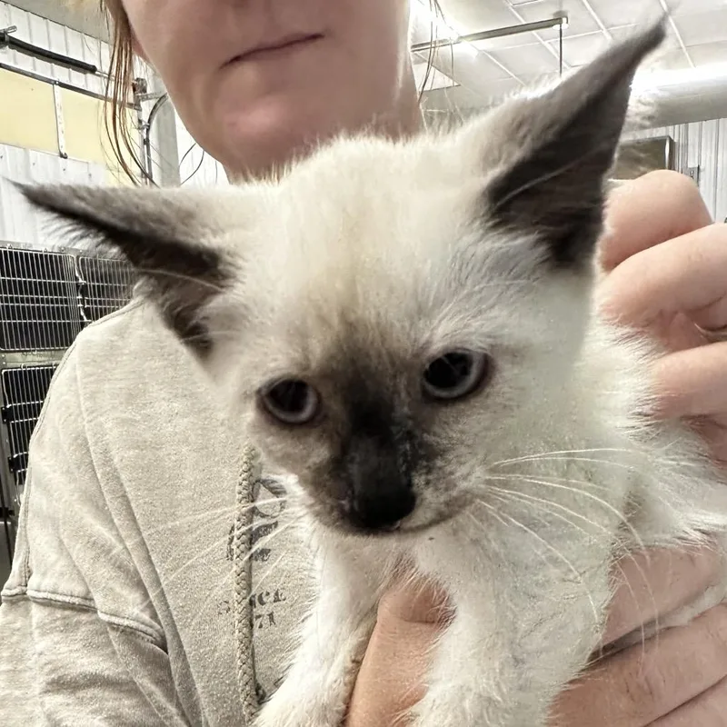 A baby small-sized female White Domestic Short Hair cat named Millie for adoption in Corbin, KY