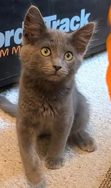 A baby medium-sized male Gray / Blue / Silver Domestic Short Hair cat named Earl Grey A for adoption in North Highlands, CA
