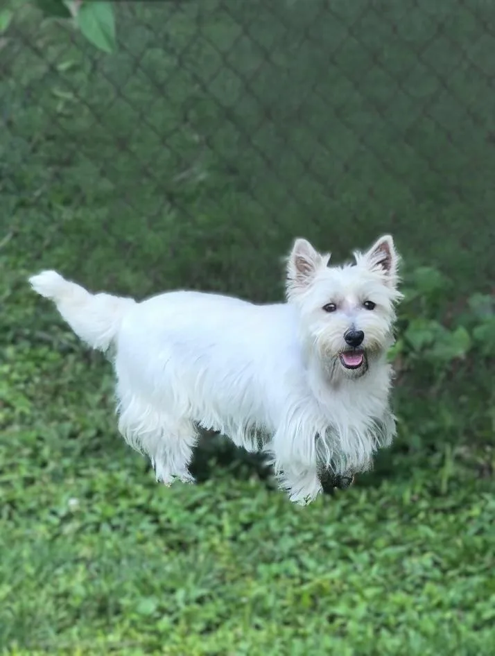 A young small-sized female West Highland White Terrier / Westie dog named Diamond for adoption in Bridgeton, MO