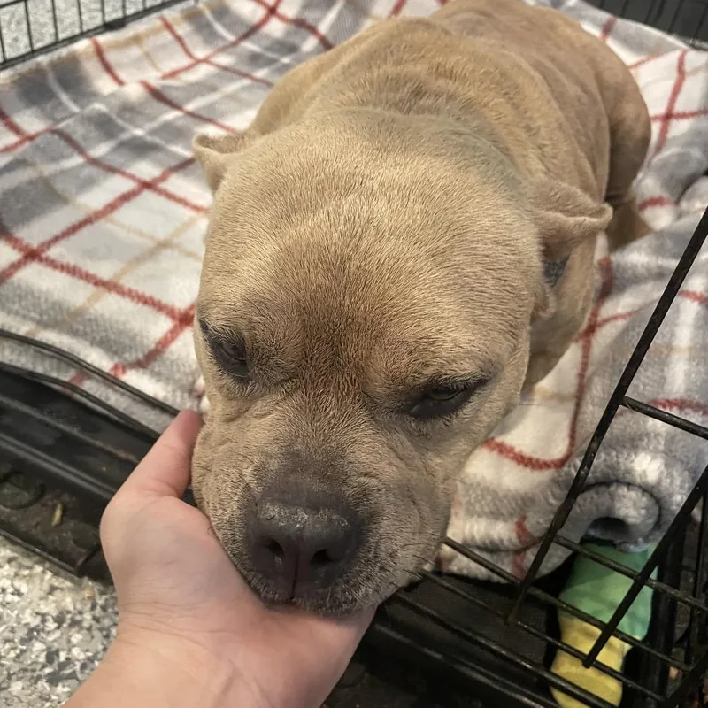 An adult medium-sized female Yellow / Tan / Blond / Fawn English Bulldog dog named Poundcake for adoption in Port Charlotte, FL