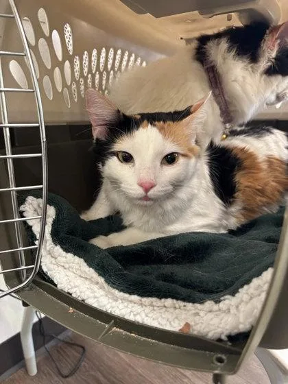 An adult medium-sized female Domestic Short Hair cat named Peanut Butter for adoption in Atlanta, GA