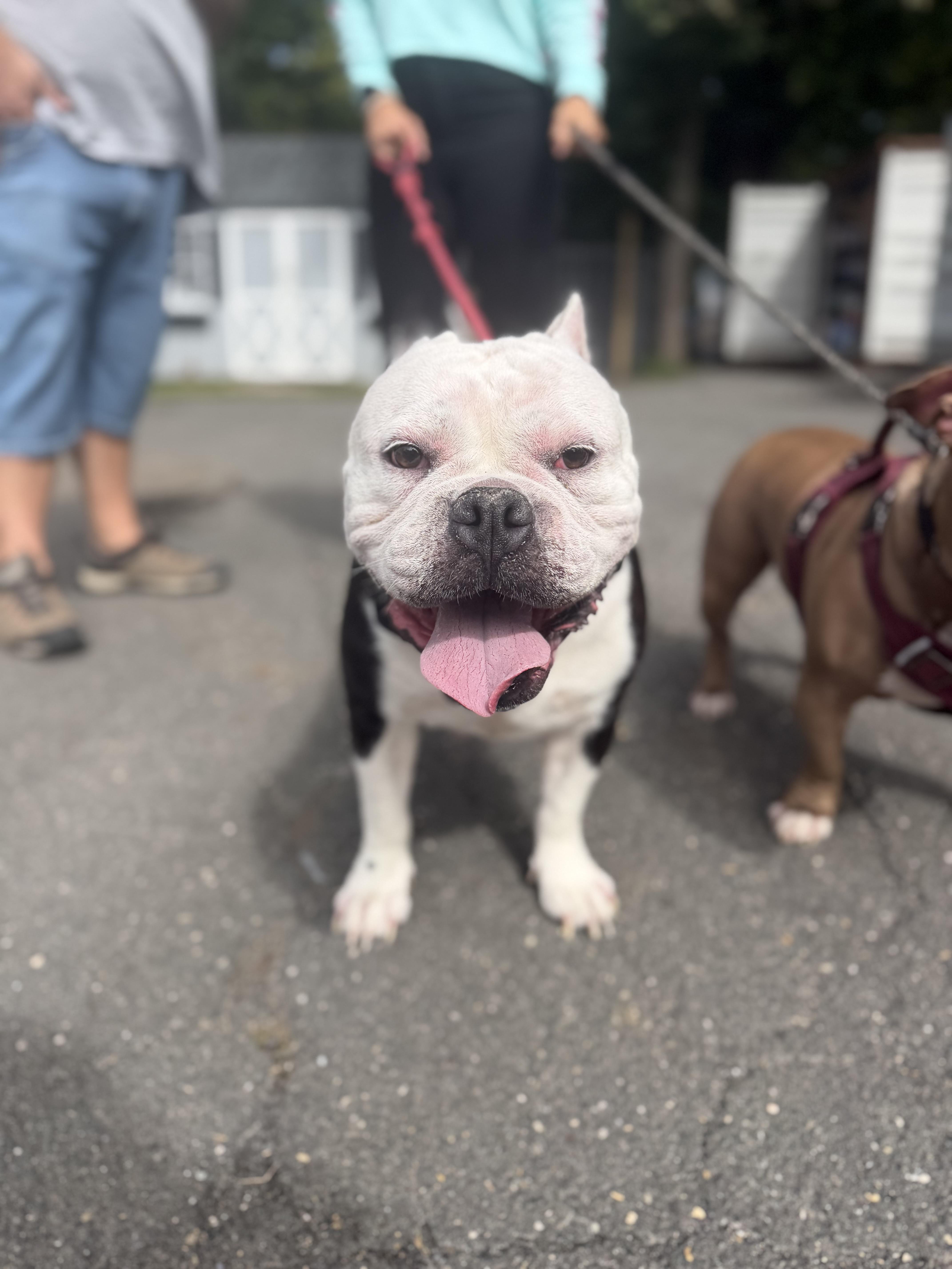 An adult medium-sized female American Bully dog named Thelma for adoption in Mahwah, NJ