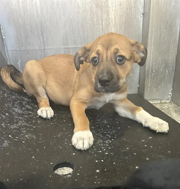 A baby small-sized female Hound dog named Ladybird for adoption in San Antonio, TX