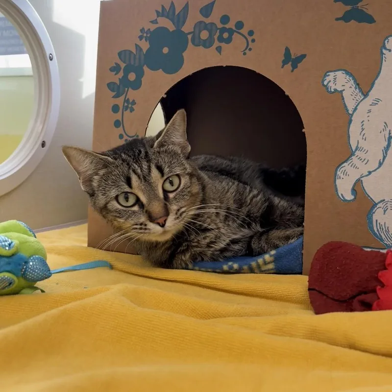 An adult small-sized female Brown / Chocolate Domestic Short Hair cat named Romona for adoption in West Olive, MI