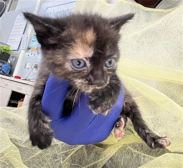 A baby medium-sized female Domestic Short Hair cat named Malibu for adoption in Dallas, TX