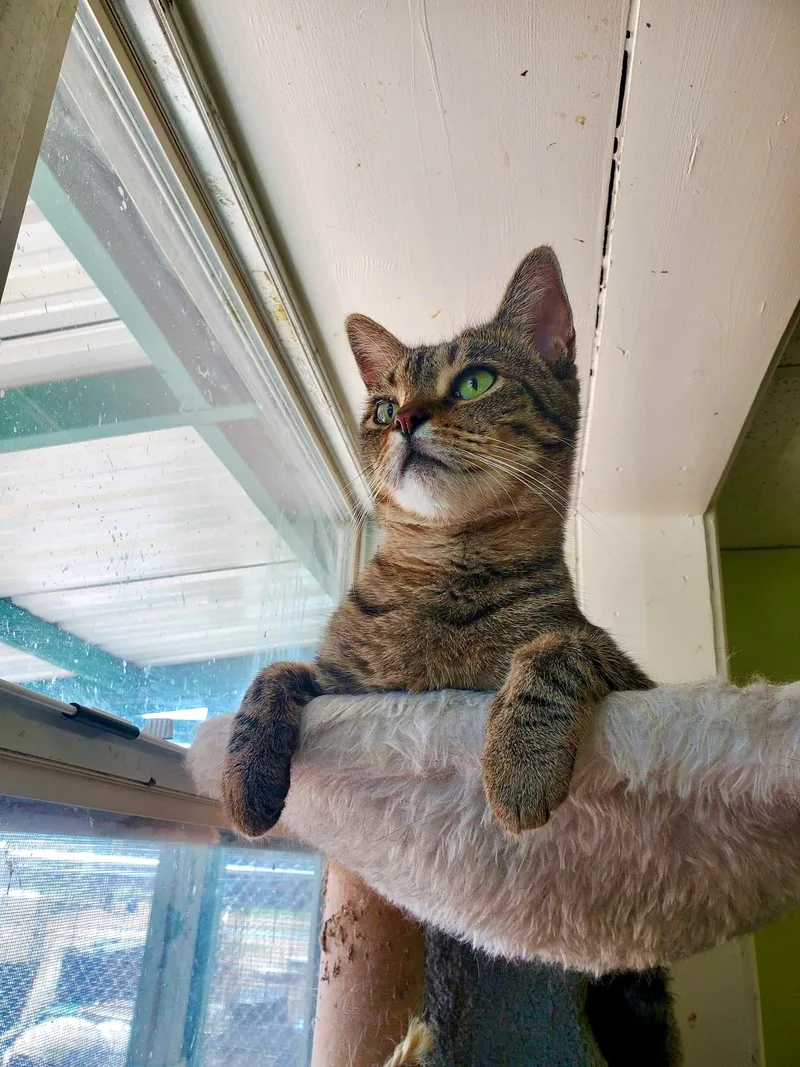A young small-sized female Tabby (Buff / Tan / Fawn) American Shorthair cat named McKenzie for adoption in Tunica, MS