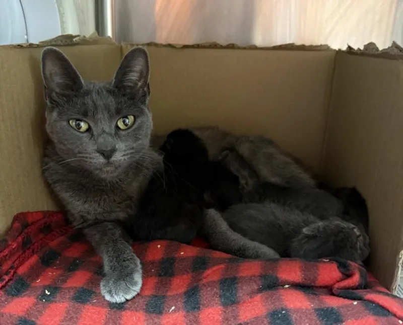 An adult large-sized female Domestic Short Hair cat named Simone for adoption in Los Angeles, CA