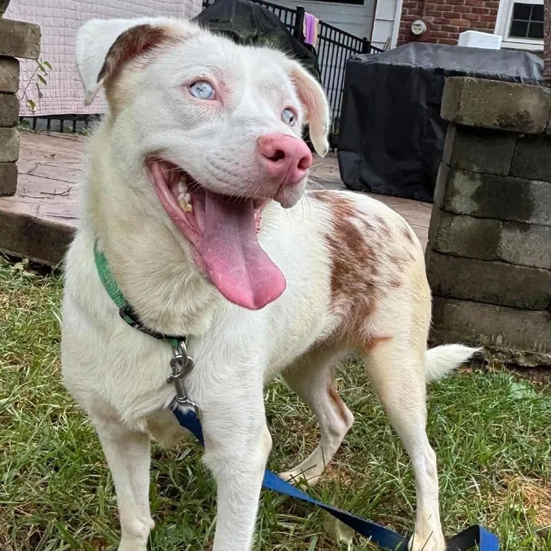 An adult medium-sized female Cattle Dog dog named Miso for adoption in Prospect, KY
