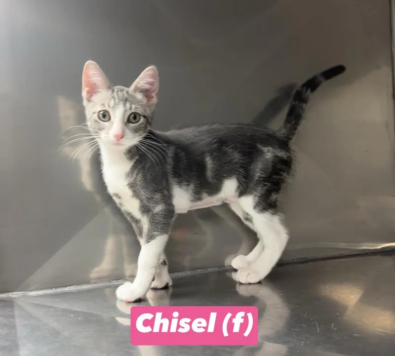 Chisel