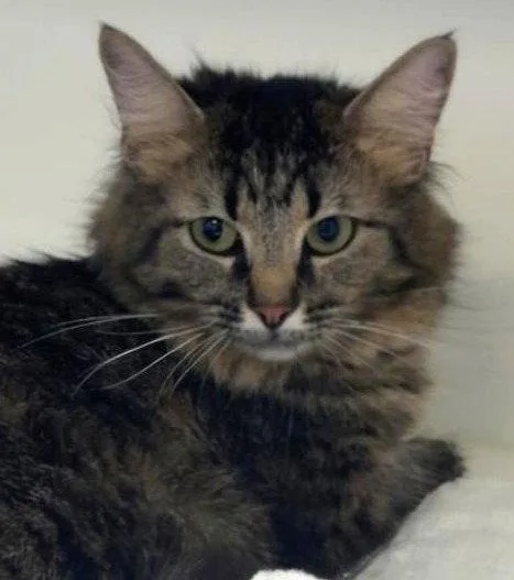 An adult medium-sized female Domestic Medium Hair cat named Lolly for adoption in Greenfield, IN