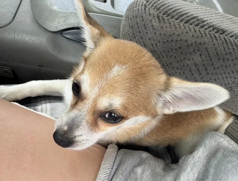 A baby small-sized female Chihuahua dog named Annie for adoption in toledo, OH