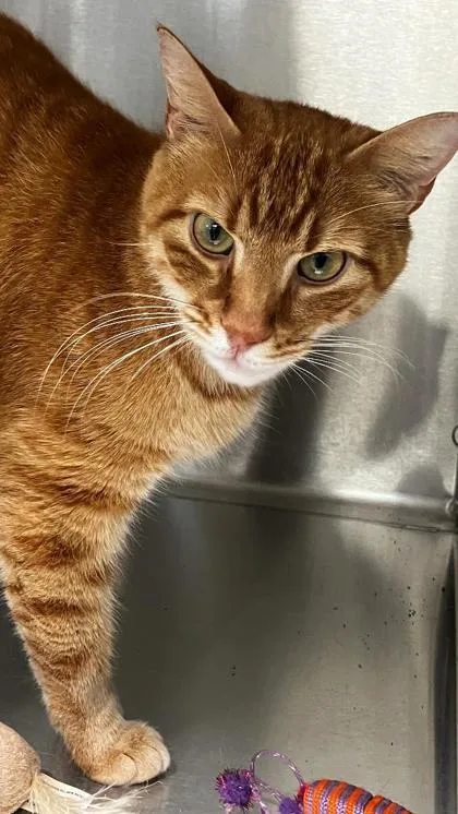 An adult medium-sized male Domestic Short Hair cat named Mclaren for adoption in Venice, FL