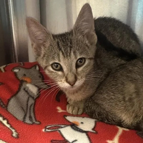 A baby small-sized female Domestic Short Hair cat named Newt for adoption in Walnut Creek, CA