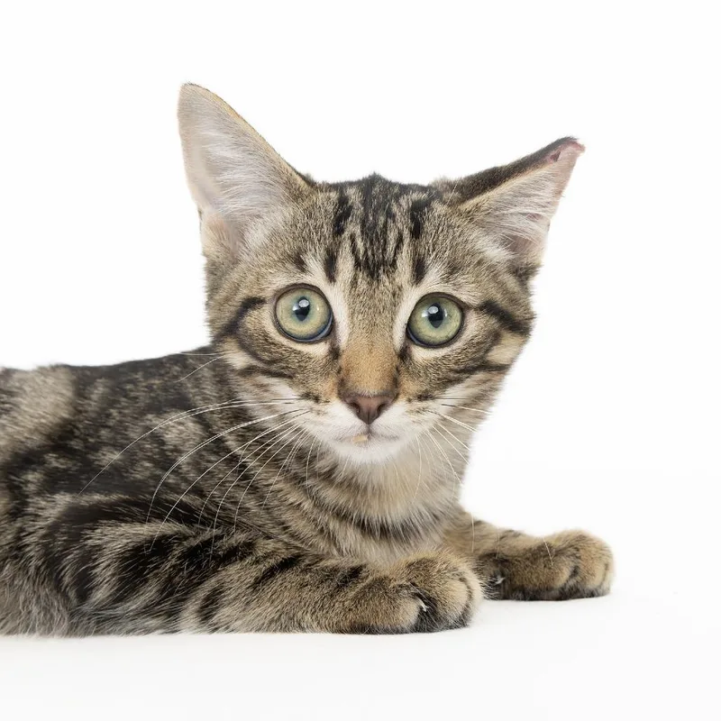 A baby small-sized female Black Domestic Short Hair cat named Nacho for adoption in Franklin, TN