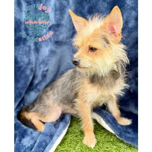 A young small-sized male Yellow / Tan / Blond / Fawn Yorkshire Terrier dog named Ken Mb for adoption in Inglewood, CA