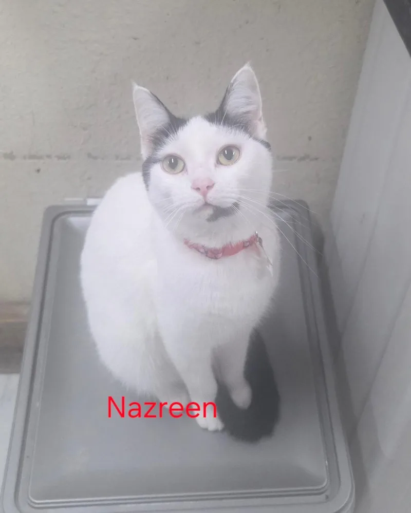 Nazreen