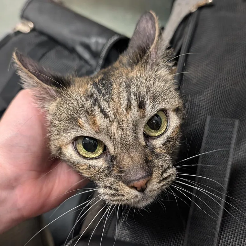 A senior large-sized female Gray / Blue / Silver Domestic Short Hair cat named Luna for adoption in Clearwater, FL