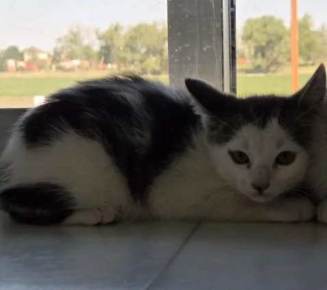 A baby small-sized male Domestic Medium Hair cat named Malcolm for adoption in Brighton, CO