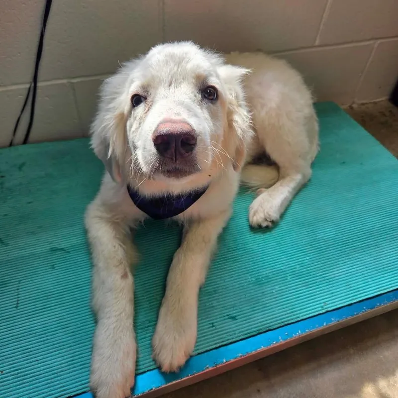 A baby large-sized female White / Cream Great Pyrenees dog named Poppy for adoption in Huntsville, AL