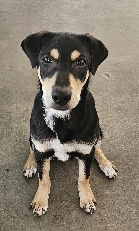 A young large-sized male Doberman Pinscher dog named Apollo for adoption in Midland, TX