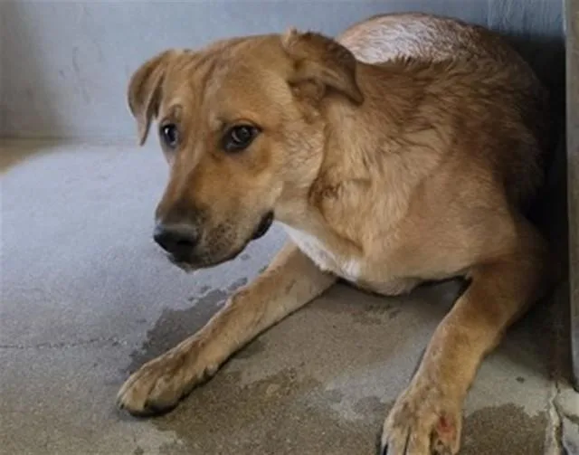 An adult medium-sized male German Shepherd Dog dog named Captain for adoption in San Bernardino, CA