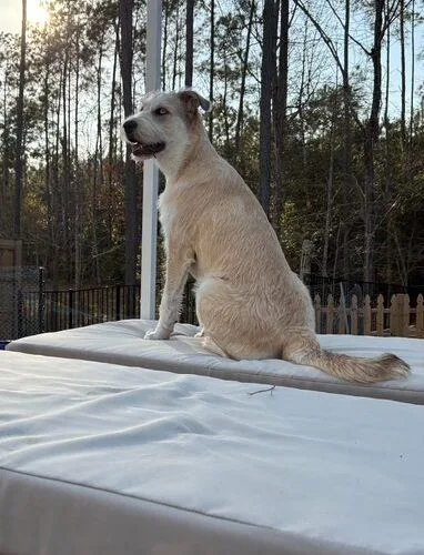 Goldie Locks thumbnail 2