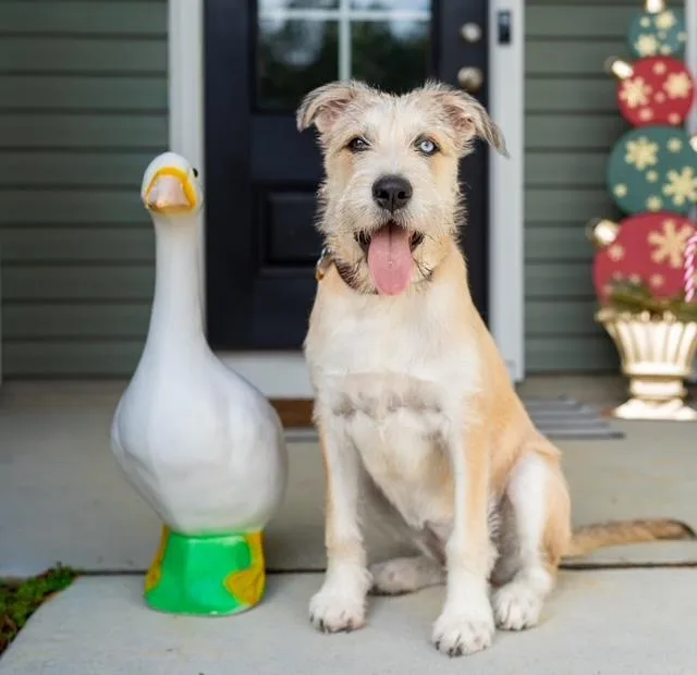 Goldie Locks thumbnail 3