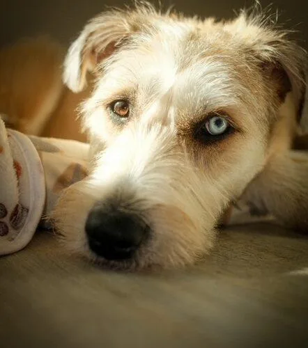 Goldie Locks thumbnail 4