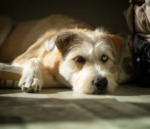 Goldie Locks thumbnail 5