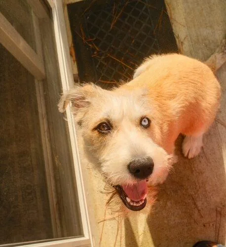 Goldie Locks thumbnail 6