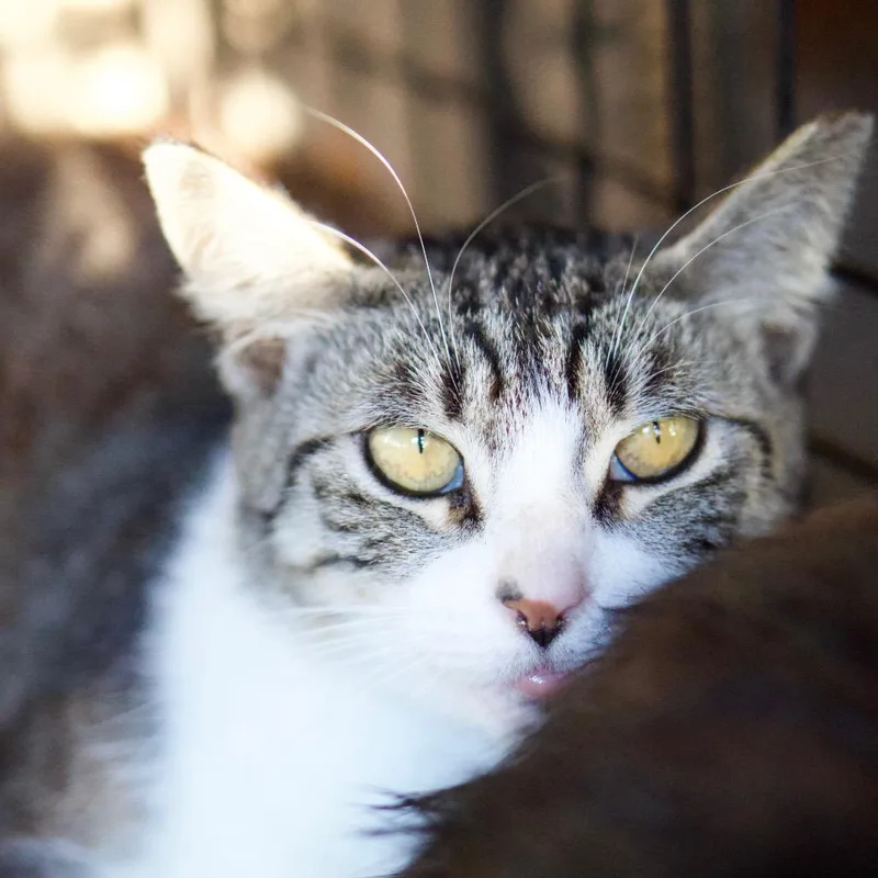 An adult small-sized female Gray / Blue / Silver Domestic Short Hair cat named Nova for adoption in Pacific Palisades, CA
