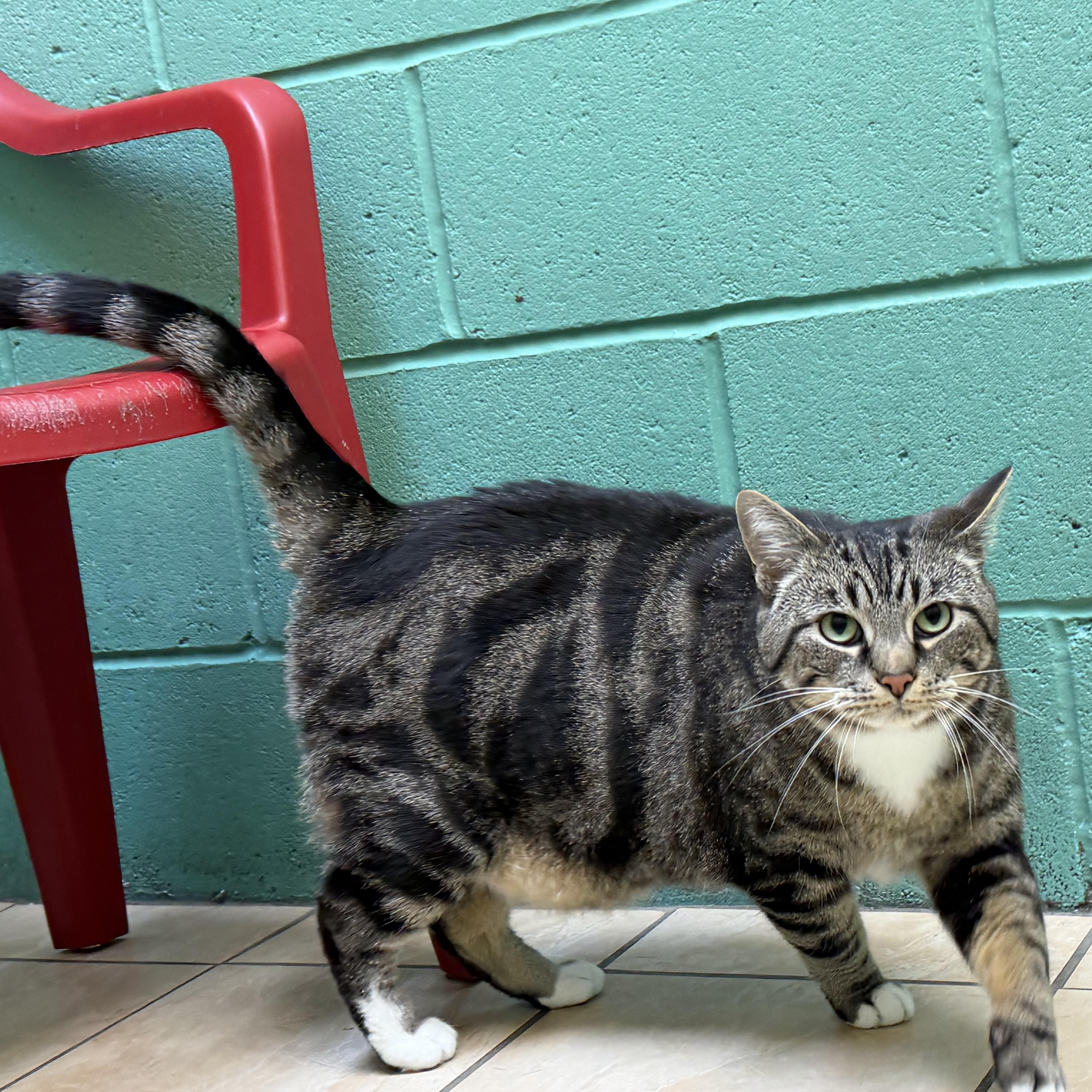 A young large-sized male Tabby (Brown / Chocolate) Domestic Short Hair cat named Eddie for adoption in Latrobe, PA