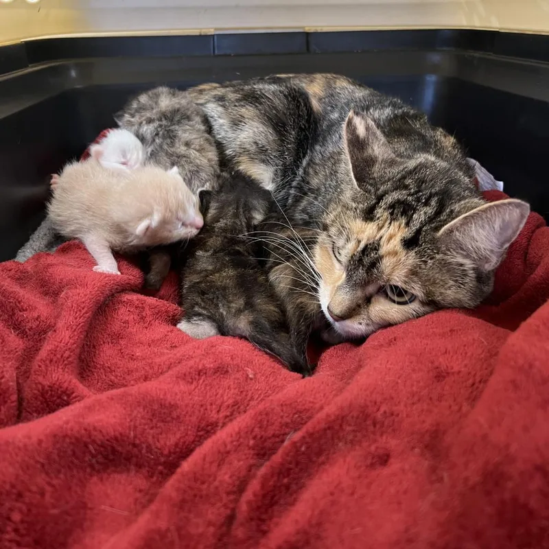 Mama Shy thumbnail 2