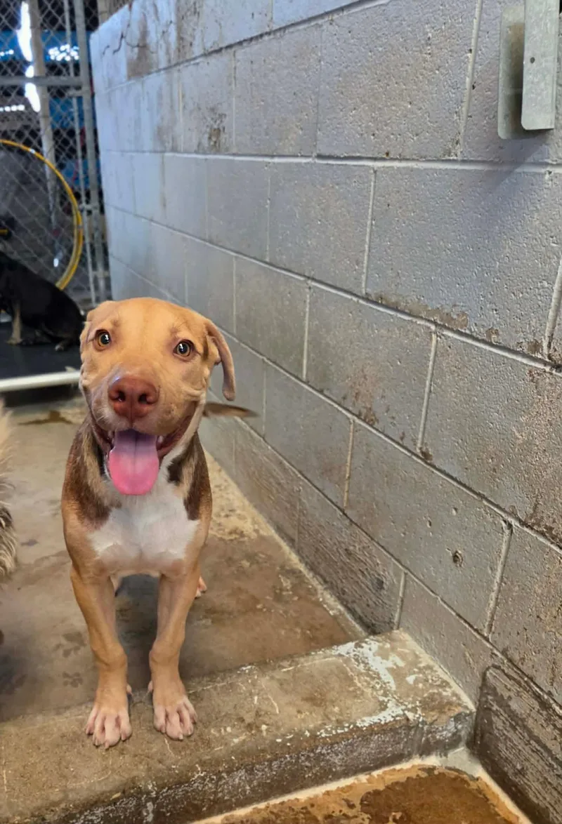 A baby large-sized male New Guinea Singing Dog dog named ZuZu for adoption in El Centro, CA