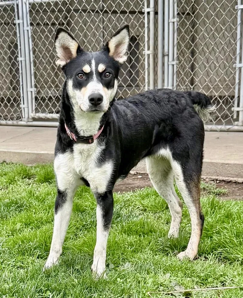 A young medium-sized female Mixed Breed dog named Nova for adoption in Dunkirk, NY
