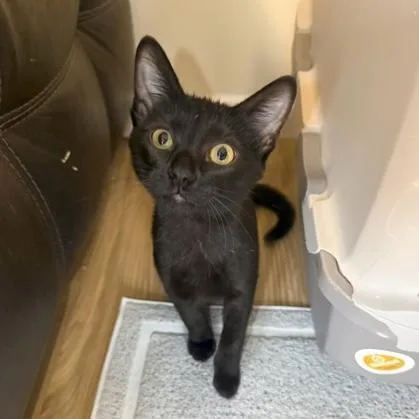 A baby small-sized male Black Domestic Short Hair cat named Dobbie for adoption in Rochester, MN