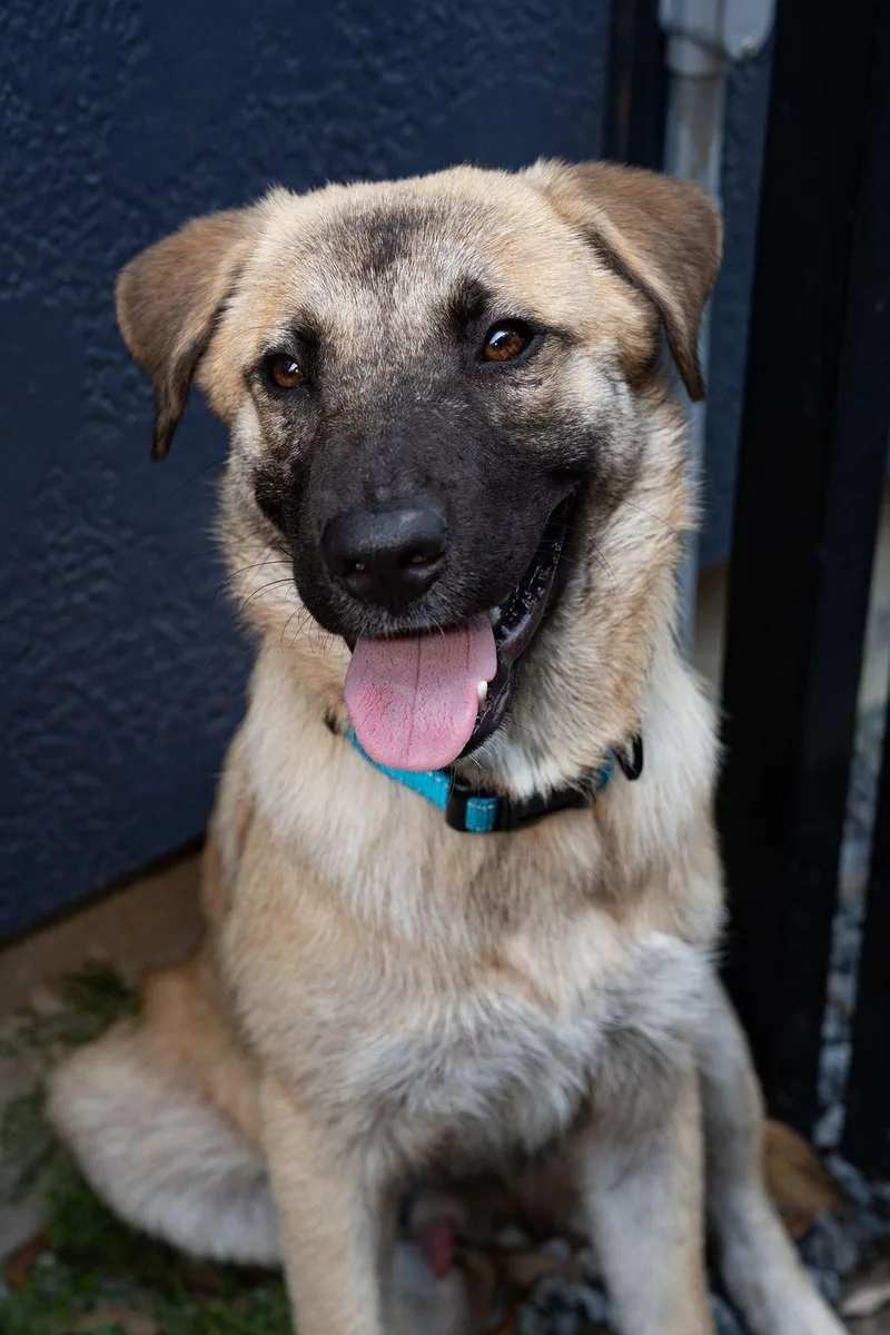 A young large-sized male Yellow / Tan / Blond / Fawn Anatolian Shepherd dog named Jack for adoption in Houston, TX