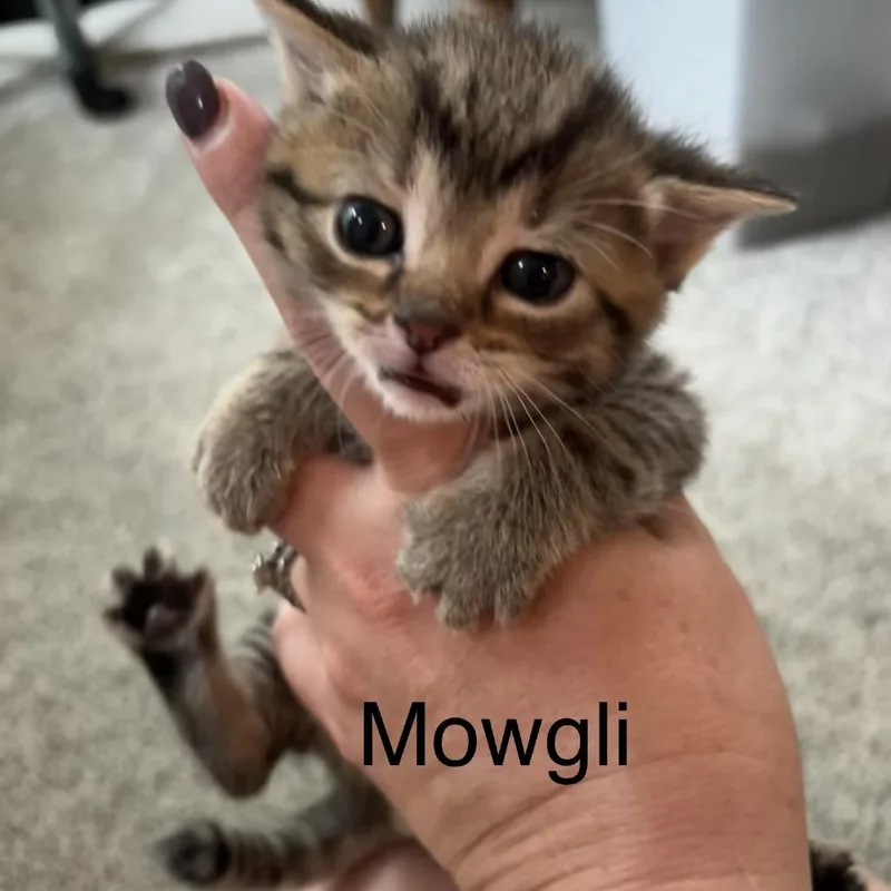 A baby small-sized male Domestic Short Hair cat named Mowgli for adoption in Portage, MI