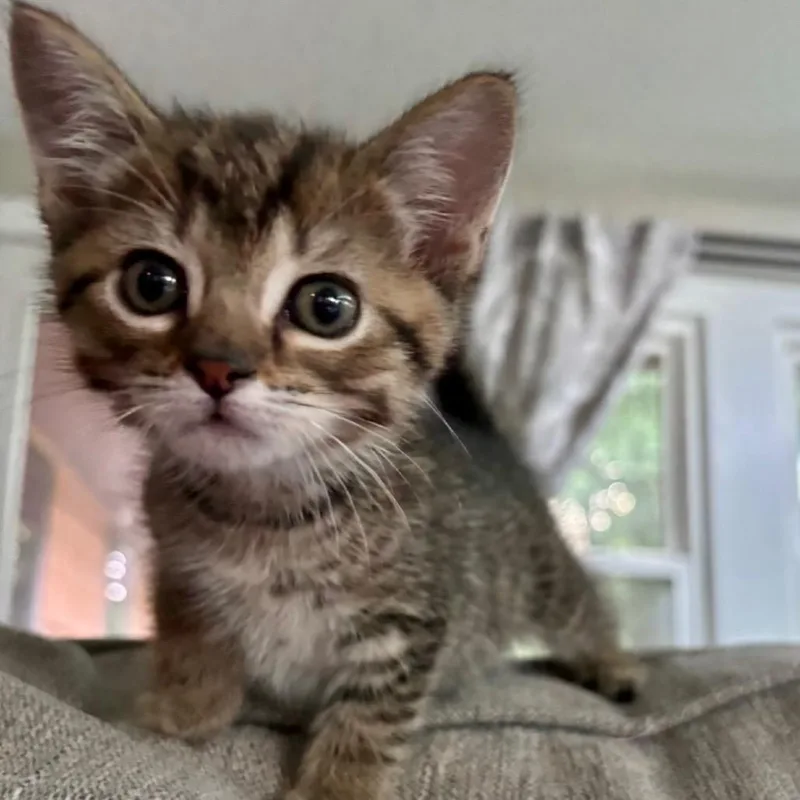 Mowgli thumbnail 2