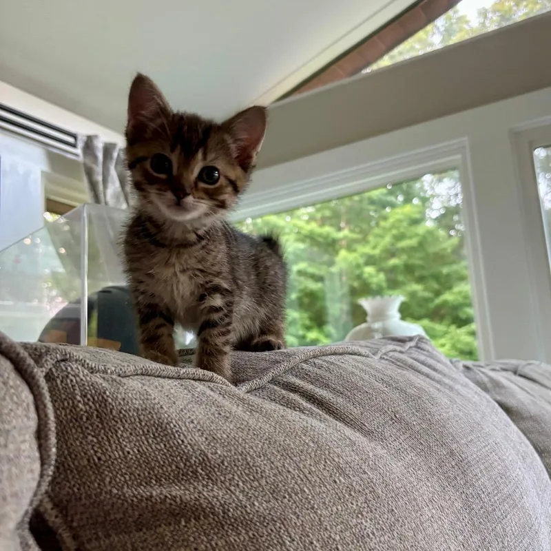 Mowgli thumbnail 3