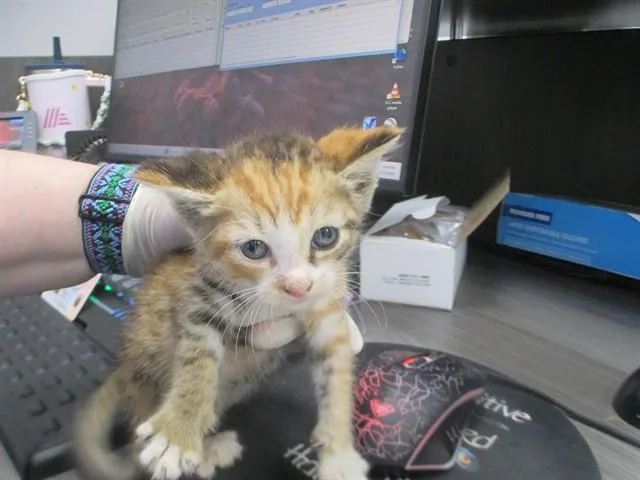 A baby small-sized female Domestic Short Hair cat named Ladybug for adoption in Ocala, FL
