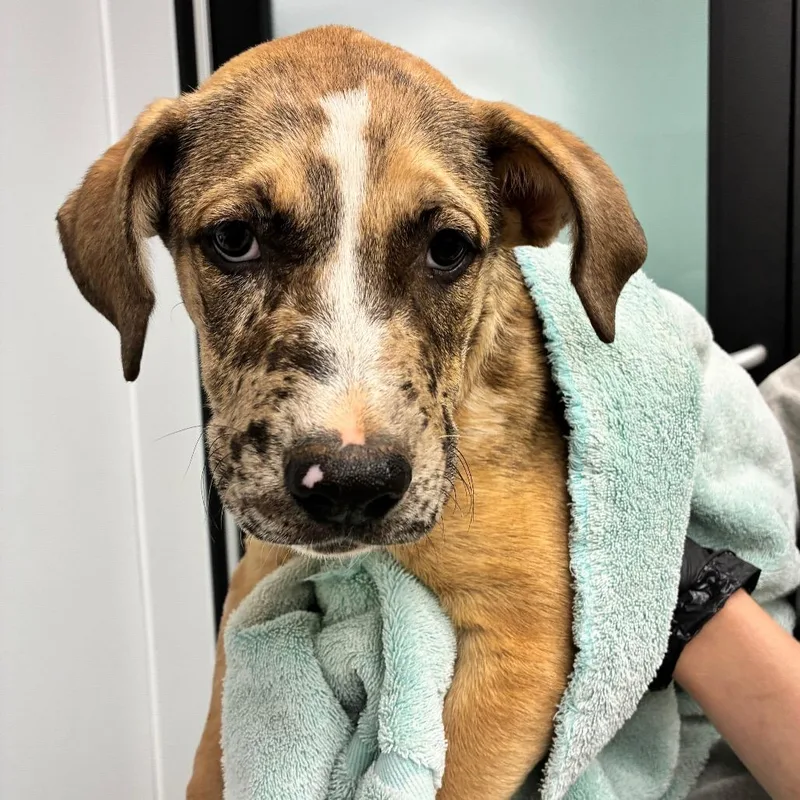 A baby small-sized male Yellow / Tan / Blond / Fawn Catahoula Leopard Dog dog named Jagger for adoption in Abilene, TX