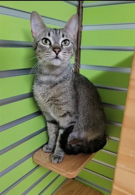 A young medium-sized female Domestic Short Hair cat named Posey for adoption in Saint Peters, MO