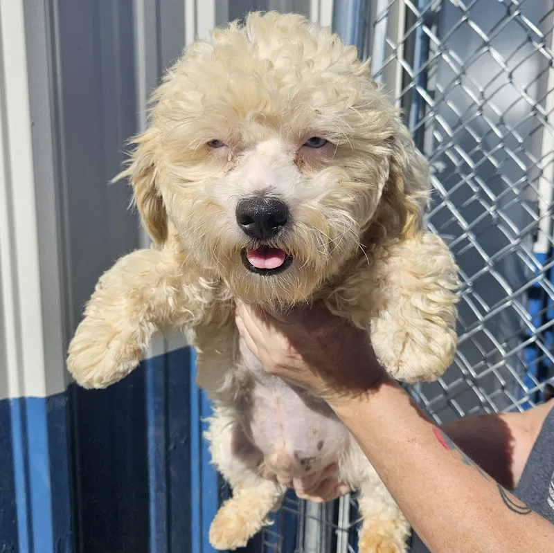 A young small-sized male White / Cream Maltipoo dog named Henry for adoption in Kalamazoo, MI