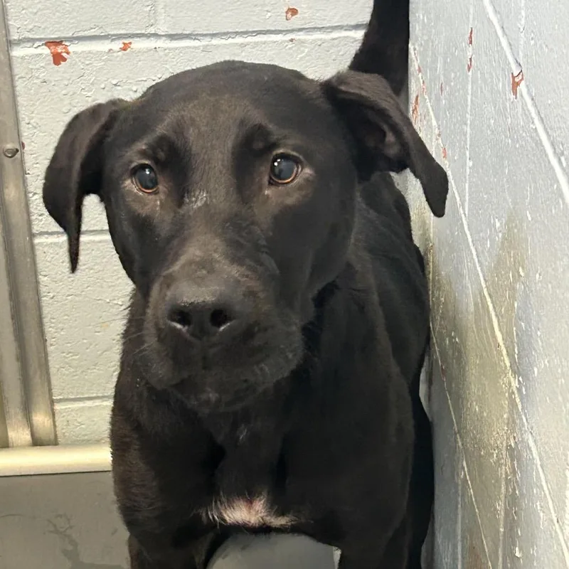 An adult medium-sized female Black Labrador Retriever dog named Luna for adoption in St Joseph, MO
