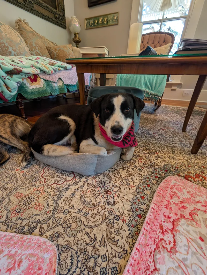A young medium-sized male Border Collie dog named Bonded pair for adoption in Bastrop, TX