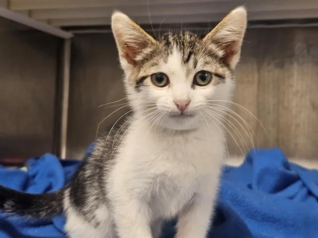 A baby small-sized male Domestic Short Hair cat named Odie for adoption in Tustin, CA